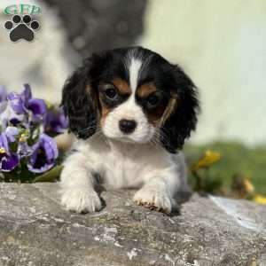 Penelope, Cavalier King Charles Spaniel Puppy